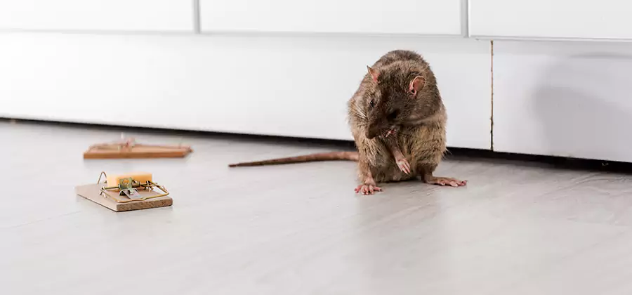 Rat Baiting Removal Service in Wixom