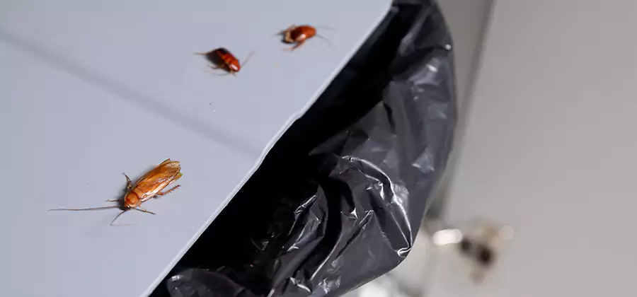 German Roach Pest Control in Wixom