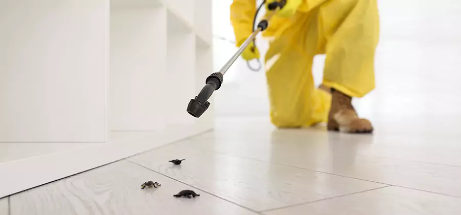 Roach and Bed Bug Exterminator in Wixom