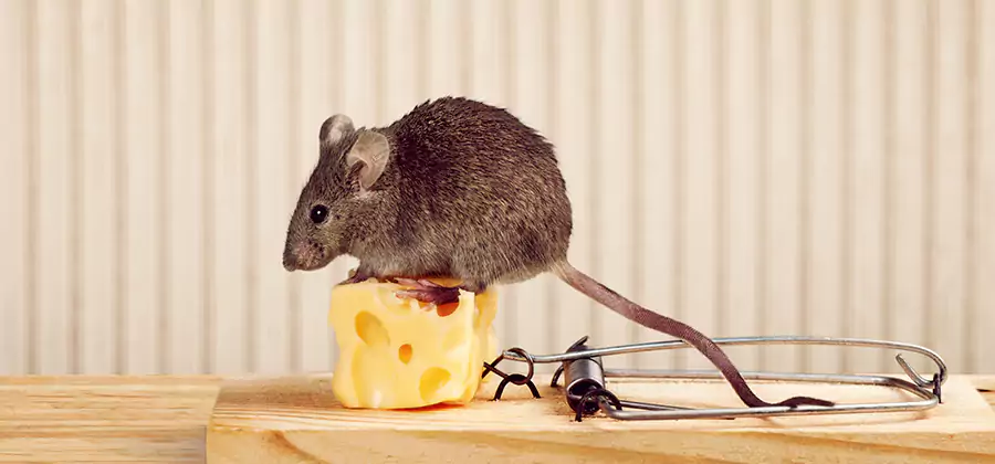 Commercial Rodent Exclusion Services in Wixom