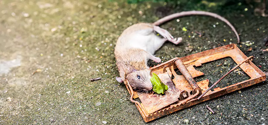 Rat Trapping in Wixom