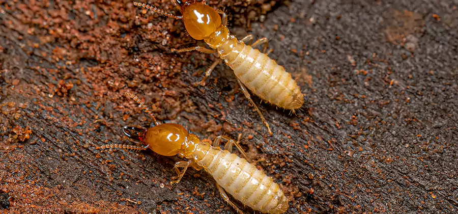 Sentricon Residential Termite Control in Wixom