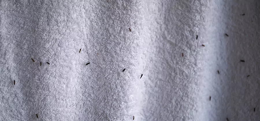 Small Black Ants in Bathroom Treatment in Wixom