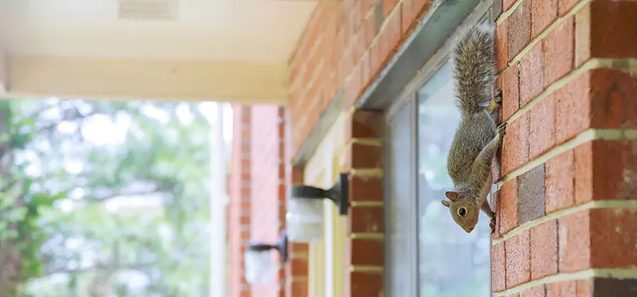 Squirrel Inside Walls Removal in Wixom