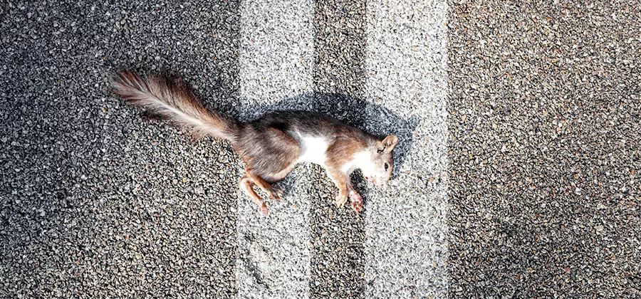Dead Squirrel Removal in Wixom