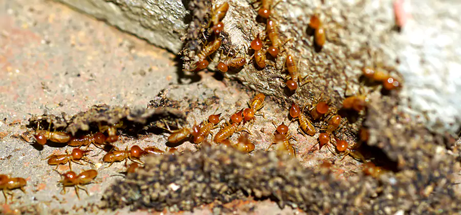 Wood Treatment and Localized Termite Solutions in Wixom