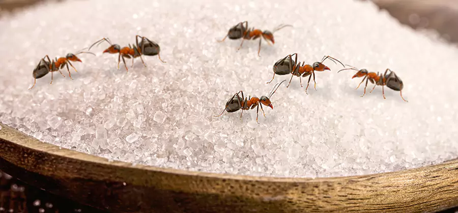 Indoor Sugar Ant Treatment in Wixom