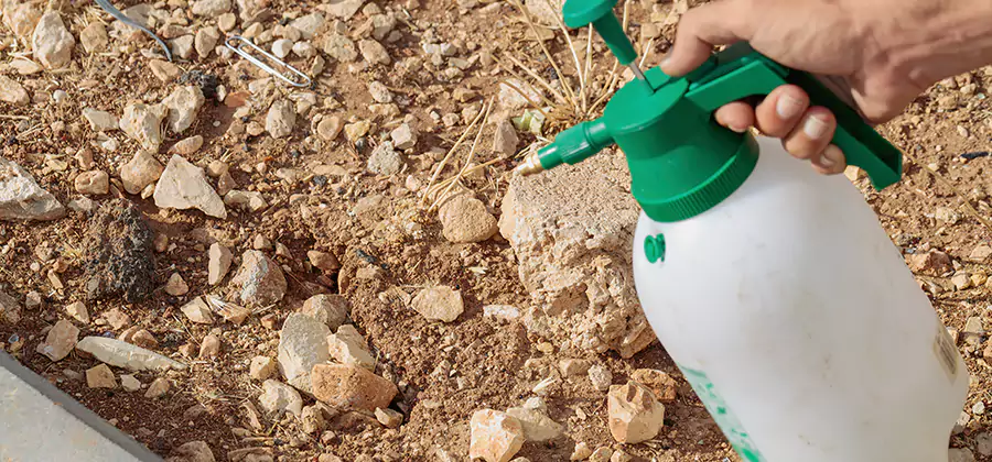 Heat Treatment Termite Cost in Wixom