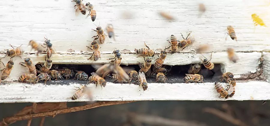 Residential Termite Fumigation in Wixom