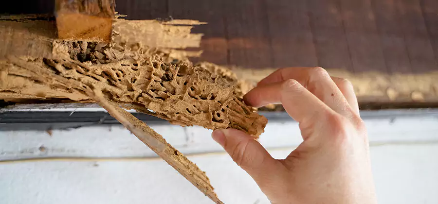 Pre-Purchase Termite Inspection in Wixom