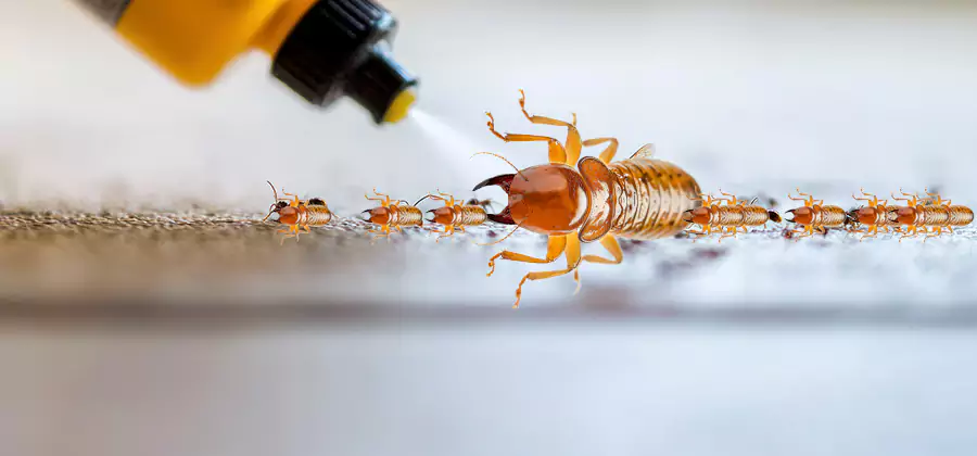 Foundation Termite Spraying Control in Wixom