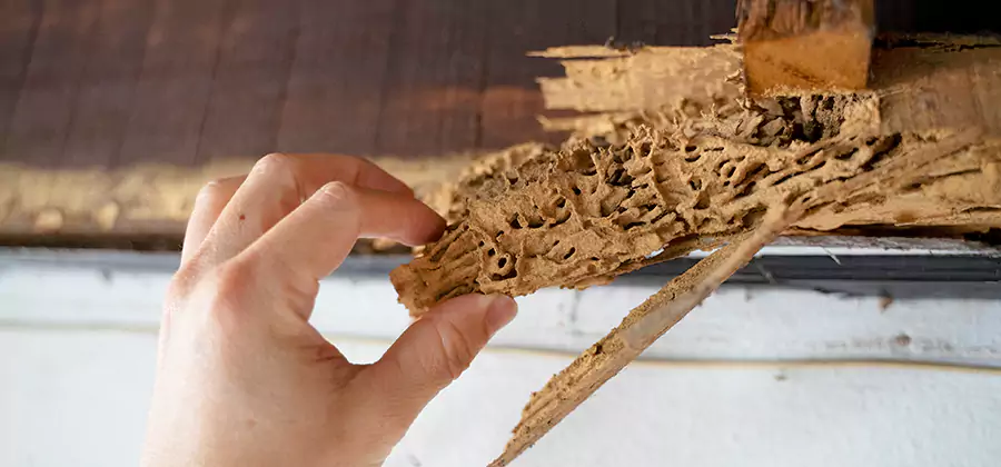 Pre-Construction Termite Treatment in Wixom