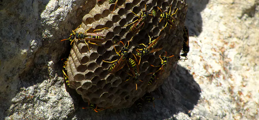 Wasp Nest in Tree Removal Wixom