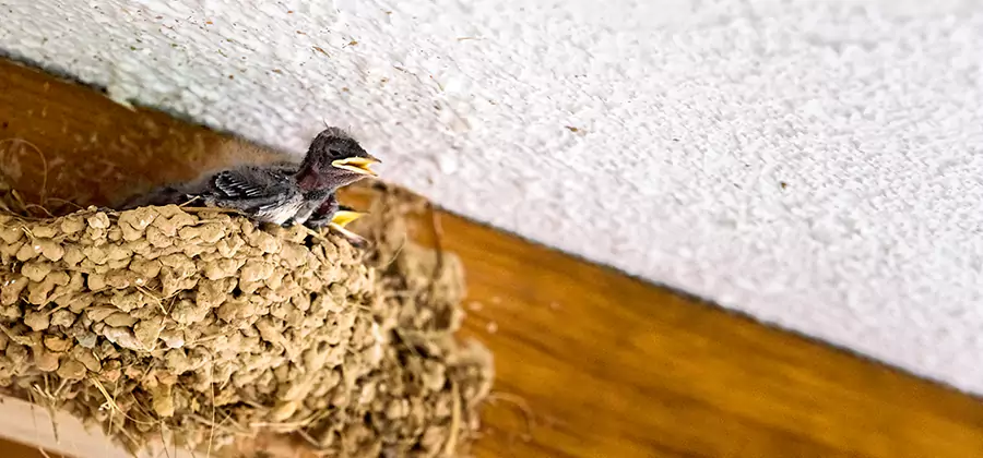 Bird Removal From House in Wixom