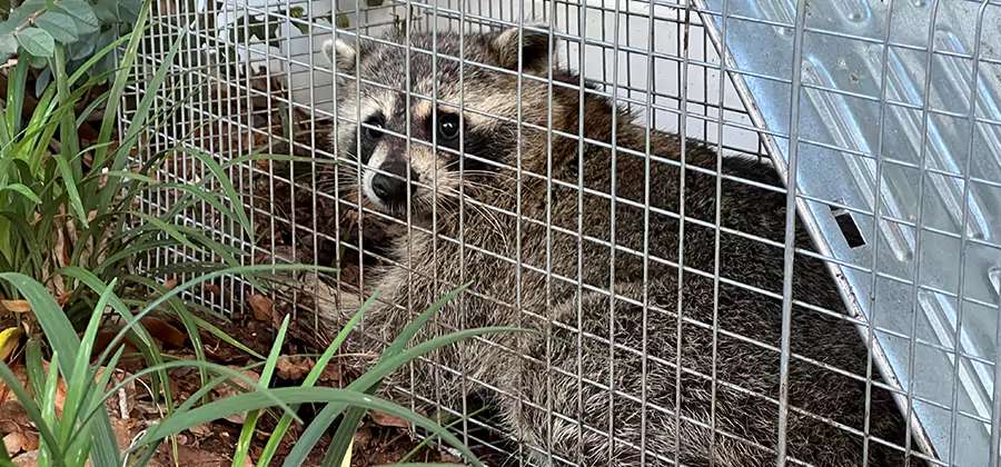 Wildlife Relocation Services in Wixom