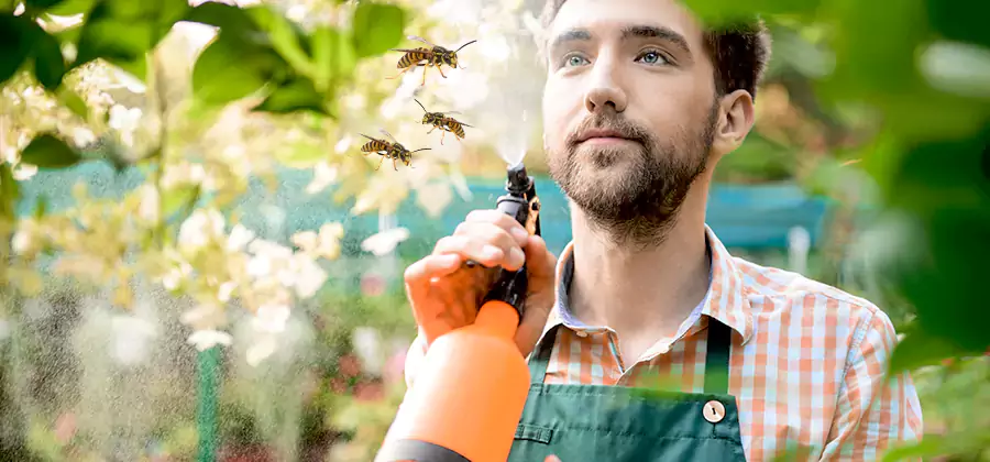 Yellow Jacket Wasp Removal in Wixom