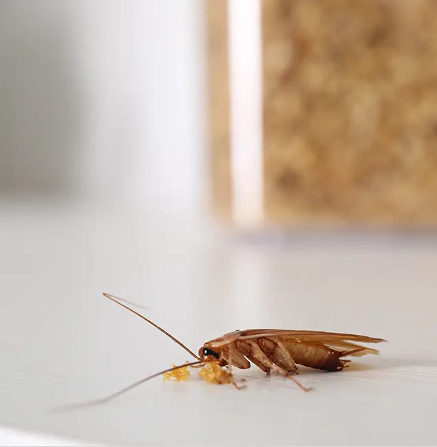 Why Wixom Pest Control Pro Stands Out in Wixom, MI?