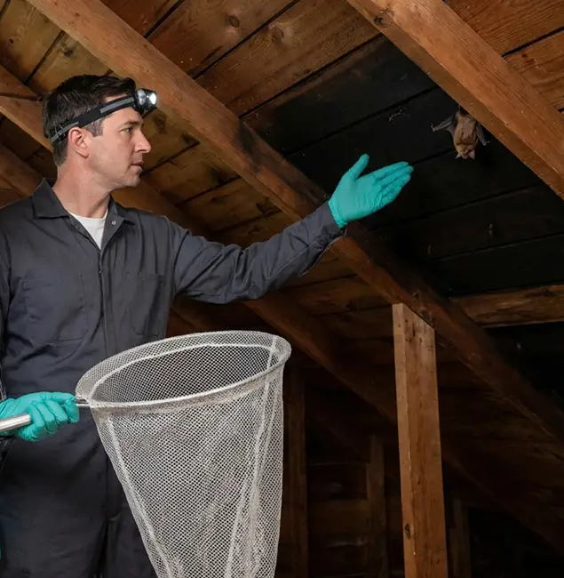 Why Wixom Pest Control Pro Is the Right Choice in Wixom, MI?