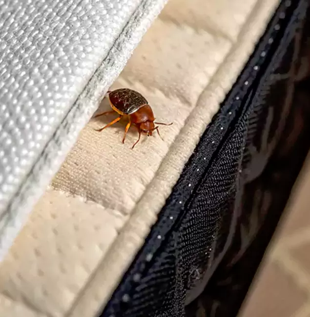 Why Choose Wixom Pest Control Pro for Bed Bug Treatment at Home in Wixom, MI?