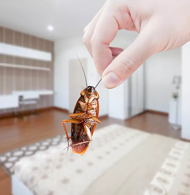 Why Wixom Pest Control Pro Stand Out For Bed Bug Inspection in Wixom, MI?
