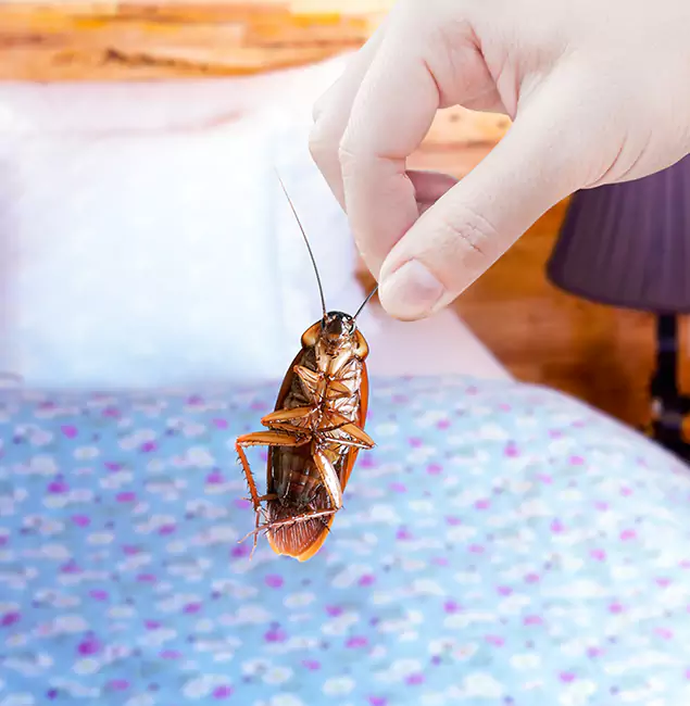 Why Choose Wixom Pest Control Pro for Bed Bug Treatment in Wixom, MI?