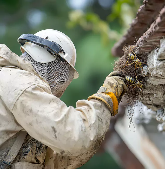 Why Wixom Property Owners Choose Wixom Pest Control Pro for Bee Exterminator?