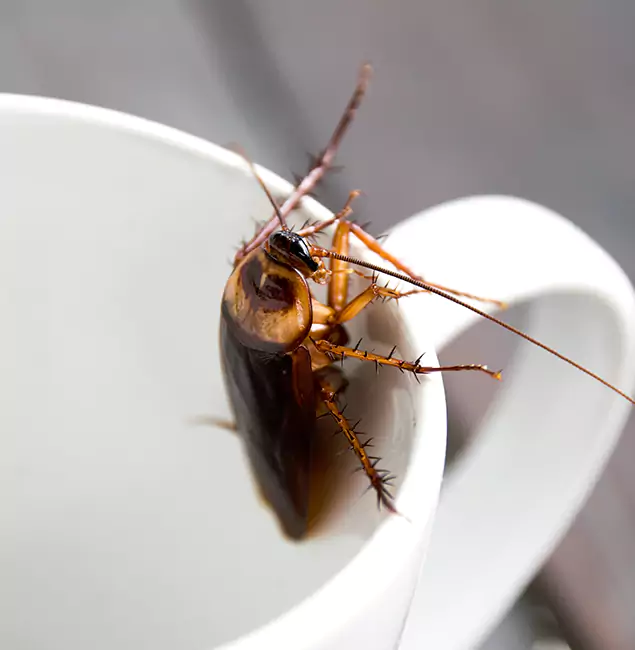 Why Wixom, MI Residents Trust Wixom Pest Control Pro for Cockroach Fumigation?