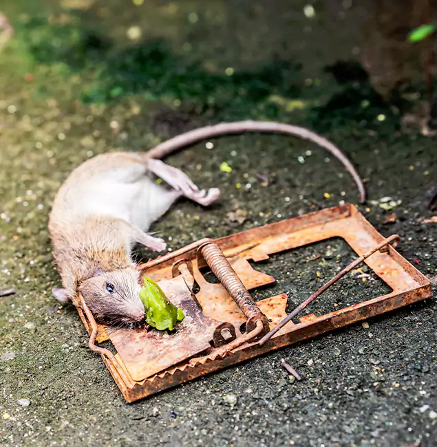 Why Wixom, MI Homeowners Trust Wixom Pest Control Pro for Rodent Removal?