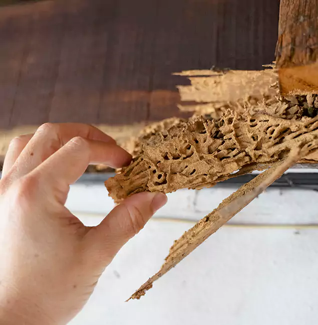 Why Choose Wixom Pest Control Pro in Wixom, MI?