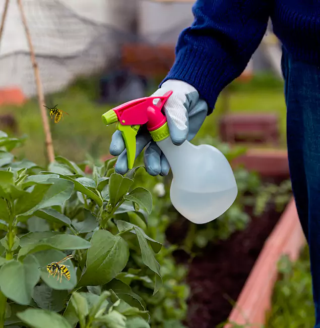 Why Wixom Homeowners Choose Wixom Pest Control Pro for Honey Bee Removal?