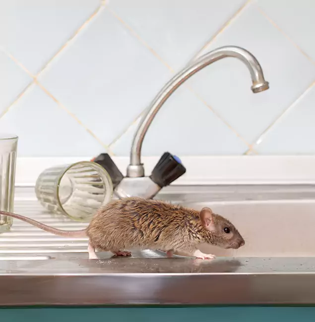 Why Wixom, MI Trusts Wixom Pest Control Pro for Humane Rodent Control?