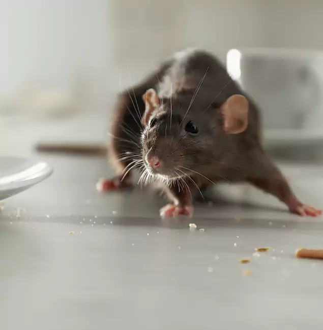 Why Wixom Homeowners Choose Wixom Pest Control Pro for Mice Control?