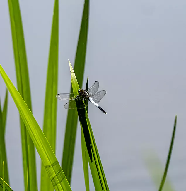 Why Wixom Families Trust Wixom Pest Control Pro for Mosquito Prevention?