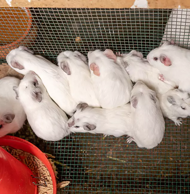 Why Wixom Pest Control Pro Is the Trusted Choice in Wixom, MI?