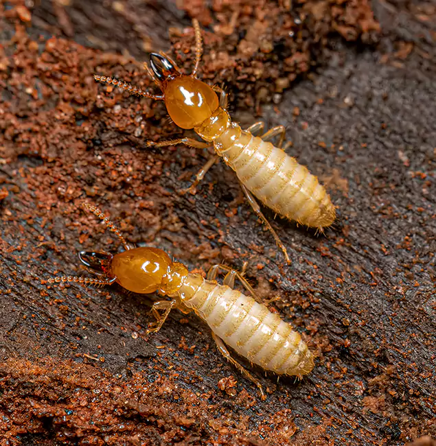 Why Choose Wixom Pest Control Pro for Termite Treatment Without Tenting in Wixom, MI?
