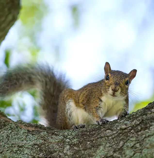 Why Wixom, MI Relies on Wixom Pest Control Pro for Squirrel Pest Control?