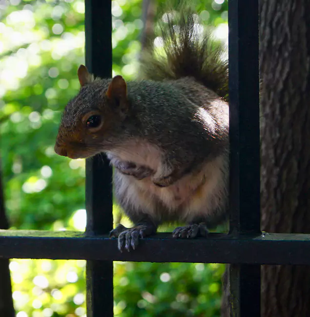 Why Wixom, MI Chooses Wixom Pest Control Pro for Squirrel Removal?