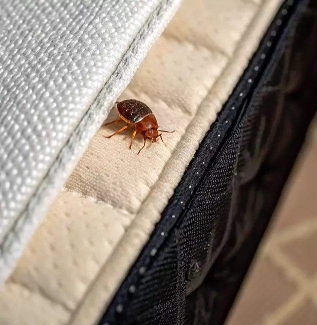 Why Wixom Homeowners Trust Wixom Pest Control Pro for Tick Treatment?