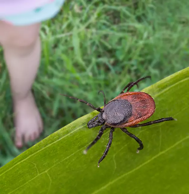 Why Wixom Homeowners Choose Wixom Pest Control Pro for Tick Extermination?
