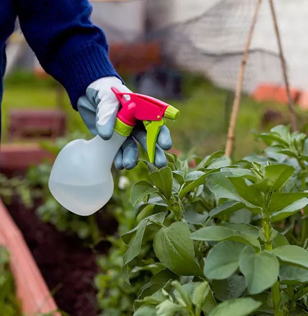 Why Wixom Relies on Wixom Pest Control Pro for Wasp Control Services?