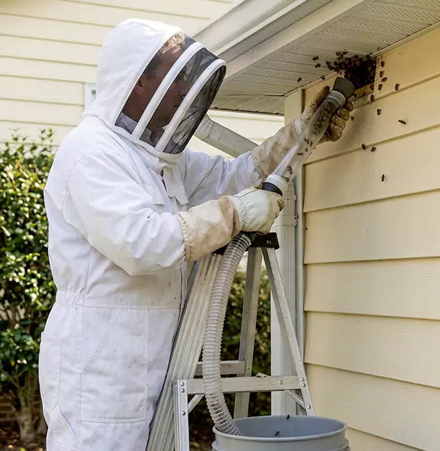 Why Wixom Trusts Wixom Pest Control Pro for Wasp Control?