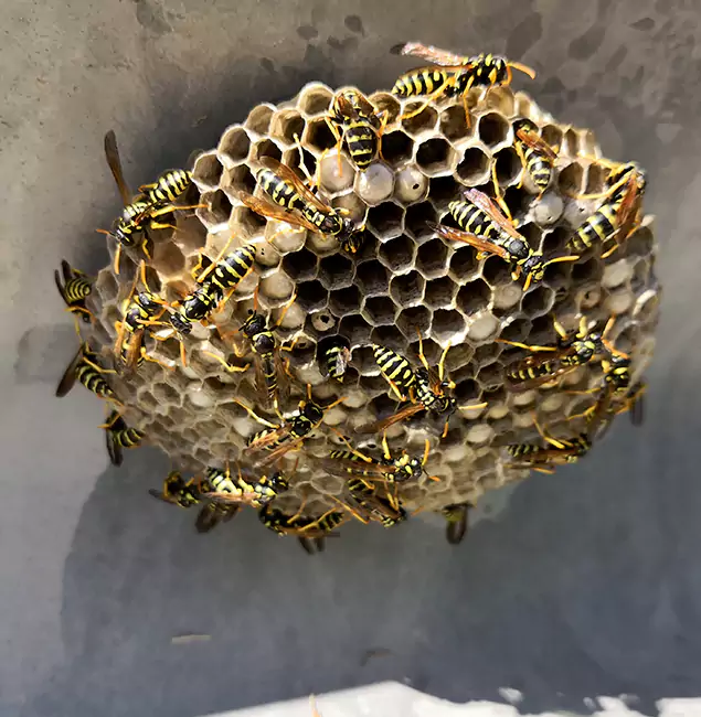 Why Wixom Chooses Wixom Pest Control Pro for Wasp Control Services?