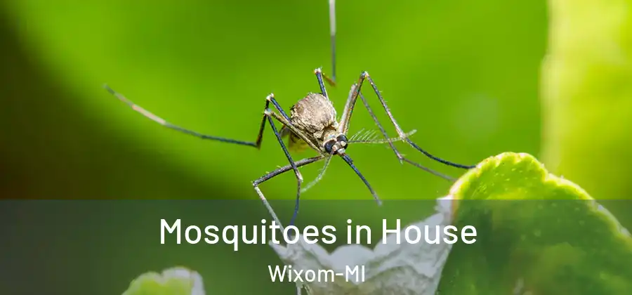 Mosquitoes in House Wixom-MI
