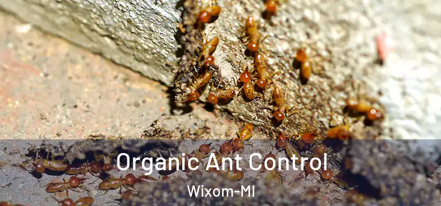  Organic Ant Control Wixom-MI