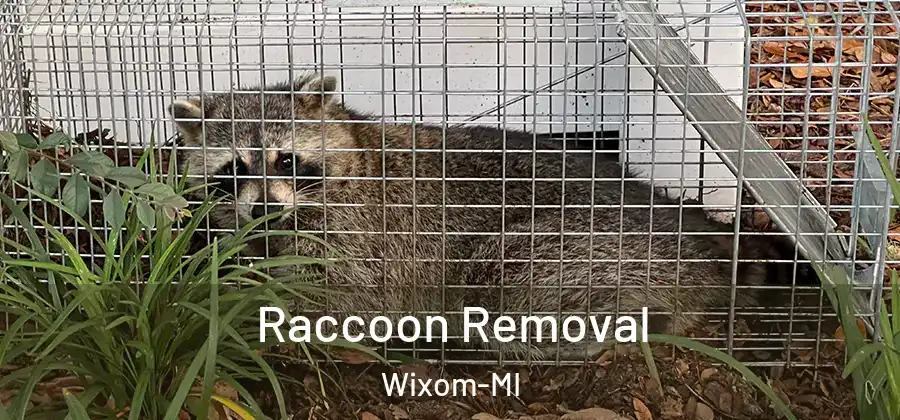 Raccoon Removal Wixom-MI