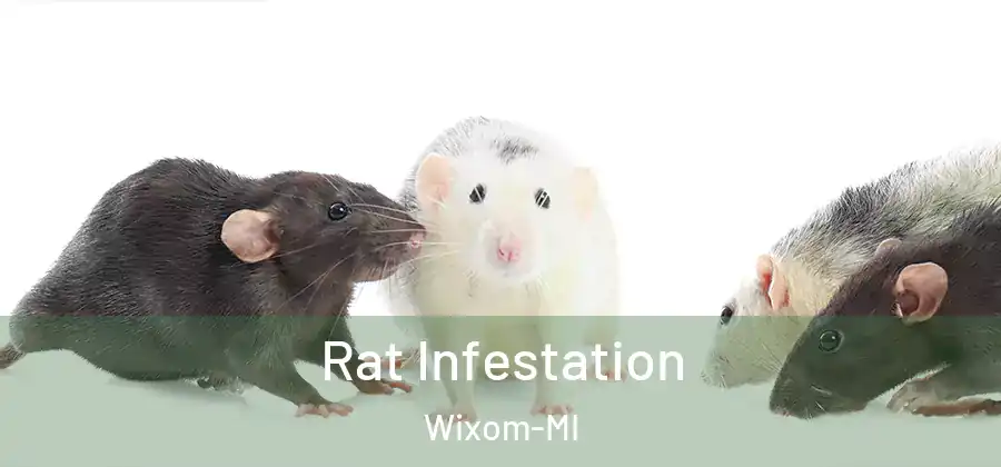 Rat Infestation Wixom-MI