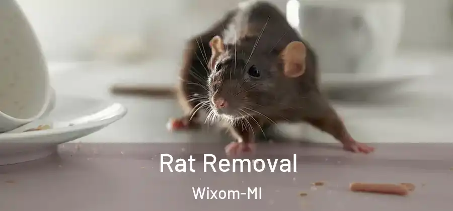 Rat Removal Wixom-MI