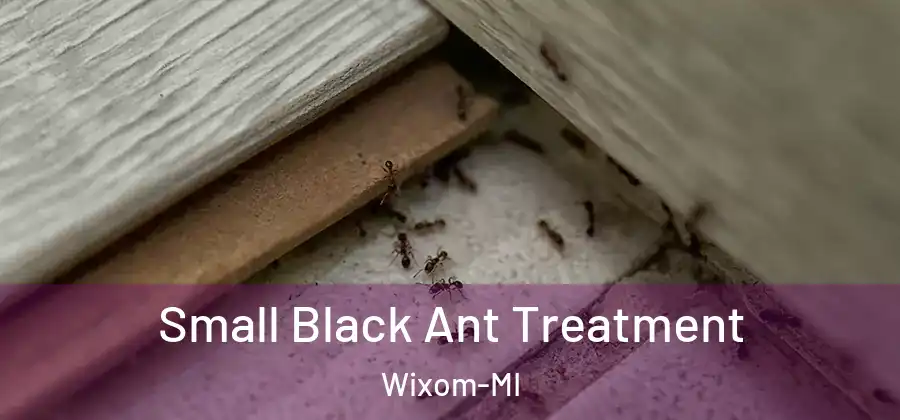 Small Black Ant Treatment Wixom-MI