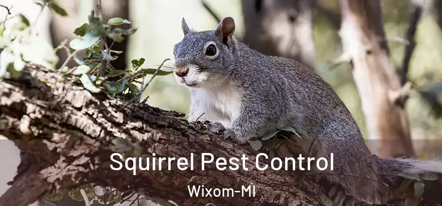 Squirrel Pest Control Wixom-MI