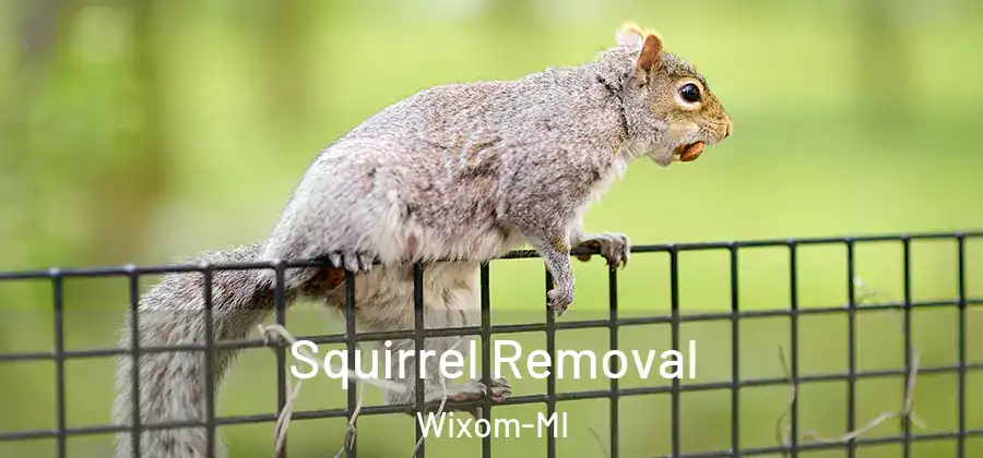 Squirrel Removal Wixom-MI